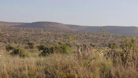 Herd of Grevy zebra grazing in savannah background morning Stock Footage 310972756