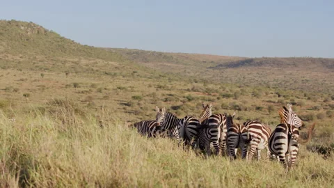 Herd of Grevy zebra grazing in savannah in morning Stock Footage 310979564