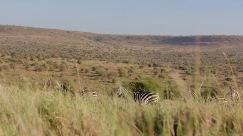 Herd of Grevy zebra walking in tall grass in morning Stock Footage 310978432