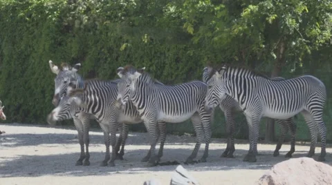Herd of Grevy's Zebra Vídeos de archivo 65803935