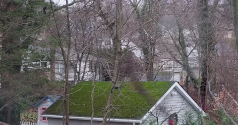 Herd / Group of crow birds migrating through residential neighborhood - 4K Stock-Footage 236063618