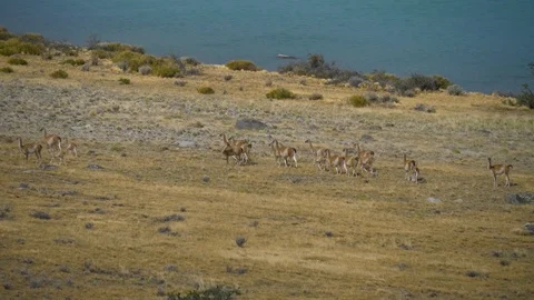 Herd of Guanaco grazing Stock Footage 88936493