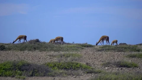 Herd of Guanaco grazing Stock Footage 88937455