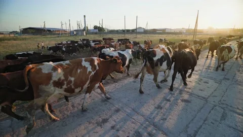 Herd of happy cows returns to the farm for an overnight stay. livestock farm. Видео 164971932