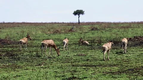 Herd of Hartebeest antelope eats young green grass Stock Footage 196419779