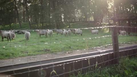 A herd of heath sheep grazing in a field on an early morning Stock Footage 85216272