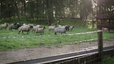 A herd of heath sheep run enthousiasticly towards a fence for feeding Stock Footage 85216488