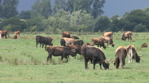 Herd of Heck cattle Stock Footage 36176090