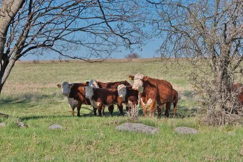 Herd of Hereford Beef Cattle Cows in a Farmer's Field on a Sunny Day Stock Photos