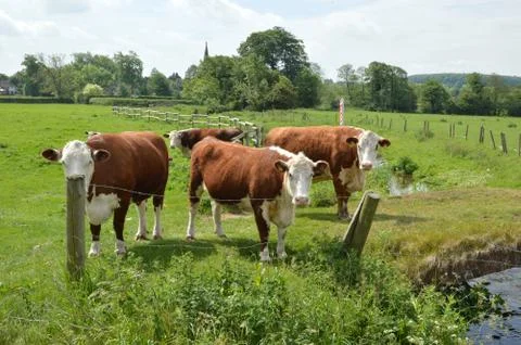Herd of Hereford Cattle Stock Photos
