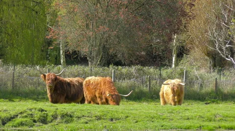 Herd of Highland Cattle Stock Footage 62901303
