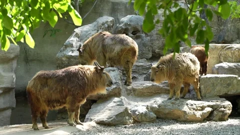 Herd highland cattle on rocks Stock Footage 195515486