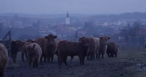 Herd of highland cows with small town in background.. Blue Hour. Evening. Stock Footage 147638790