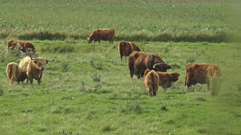 Herd of Highlander cows, a breed of cattle originally from Scotland, grazing Stock Footage 161761977