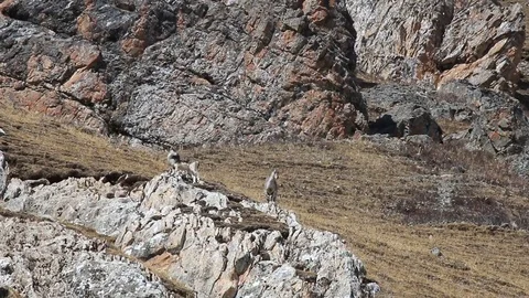 Herd of Himalayan Blue Sheep, Bharal or Naur (Pseudois nayaur) in China Stock Footage 82552205