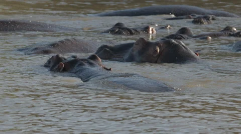 A herd of Hippos lying in the water 動画素材 53234503