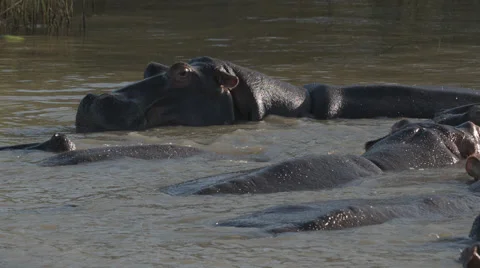 A herd of hippos relaxing in the water 動画素材 53463473