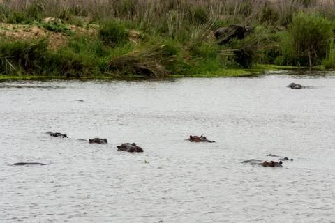 Herd of hippos in a river Stock Photos
