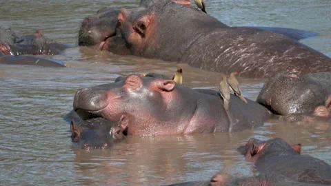 Herd Of Hippos Sleep Resting In River With Brown Water In Wild Of Africa 스톡 동영상 196928271