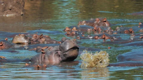 Herd hippos with small calf sleeping resting in Mara river with brown muddy Stock Footage 276859043