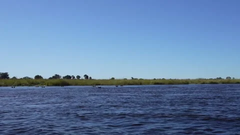 Herd Of Hippos IN The Water Of Kwando River Namibia Stock Footage 206802088
