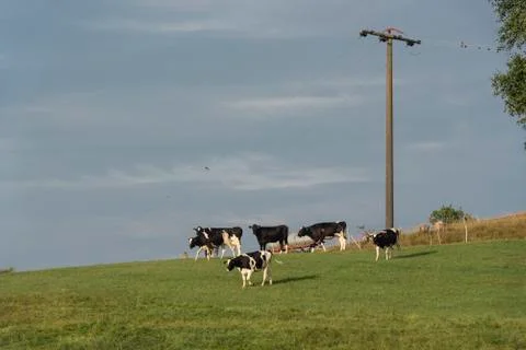 Herd of Holstein cattle on hillside Stock Photos