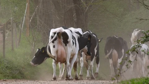 Herd of Holstein cows walking home on a farm track, raising dust, cattle farming Stock Footage 128783306