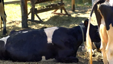 Herd of Holstein dairy cows resting in a paddock Stock Footage 112147284