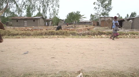 A herd of horned cattle Stock Footage 49367848
