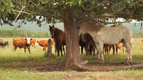 Herd of horses and cows graze in the summer on a green meadow in the highlands Stock Footage 115287948