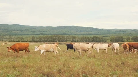 Herd of horses and cows graze in the summer on a green meadow in the highlands Stock Footage 115288182