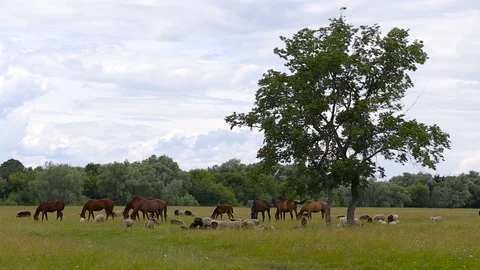 A herd of horses and sheep on a green pasture next to a tree and forest on a Stock Footage 77611341