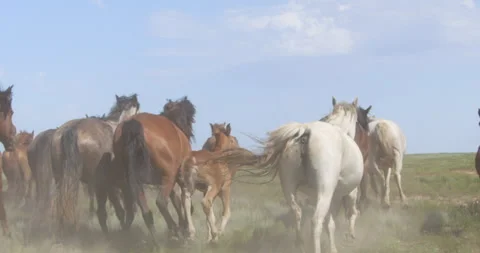 A herd of horses are galloping in the steppe. beautiful horses. Stock Footage 168950829