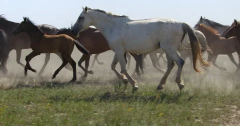 A herd of horses are galloping in the steppe. beautiful horses. Stock Footage 168950837