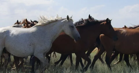 A herd of horses are galloping in the steppe. beautiful horses. Stock Footage 168950849