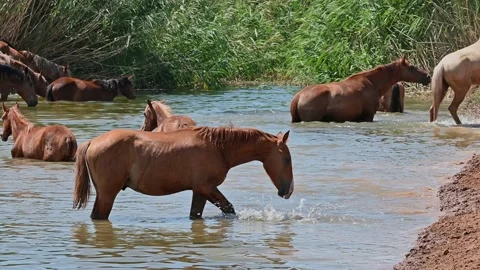 Herd of horses bathing water in the river in summer. 4K slow motion Stock Footage 233533681