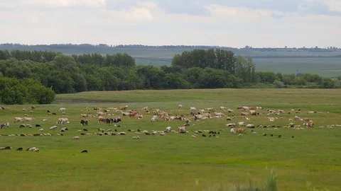 A herd of horses, cows, sheeps on a summer pasture. A herd of sheep on a green Stock Footage 80083837