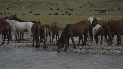 Herd of horses drinking in a river close-up, Kel-Suu, Kyrgyzstan Stock Footage 347243045