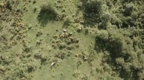 Herd of horses from a drone view Video stock 51386578