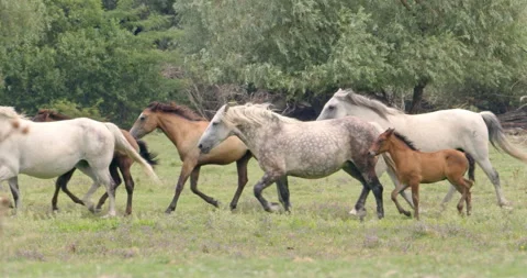 Herd of Horses in Dynamic Motion Stock Footage 254918624