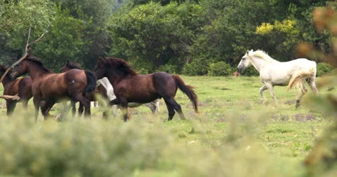 Herd of Horses in Dynamic Motion Stock Footage 254939299