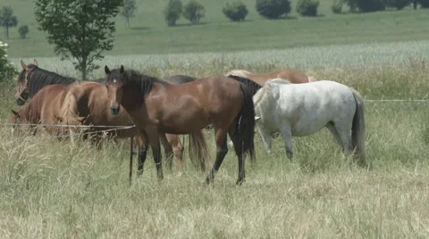 A Herd of Horses eating grass on a Paddock in 4K Stock Footage 66447250