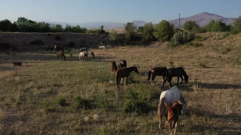 A herd of horses eats grass in a field 4 Stock Footage 331535709