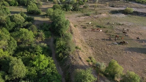 A herd of horses eats grass in a field 6 스톡 동영상 331535710