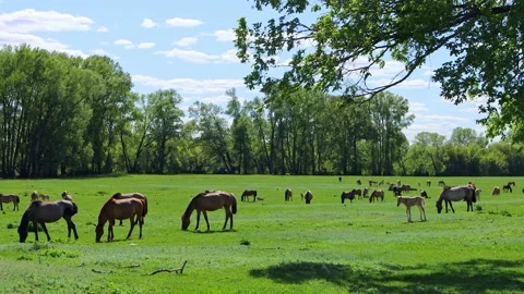 A herd of horses eats grass Video stock 196889301