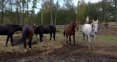 A herd of horses eats hay from a slow feeder net in a paddock. Stock Footage 295786576