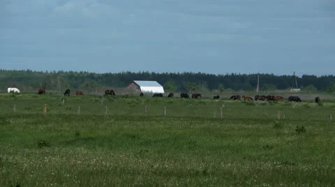 Herd of horses on farm Stock Footage 44233199