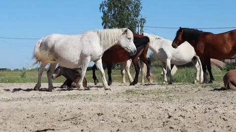 Herd of horses on the farm Video stock 157872793