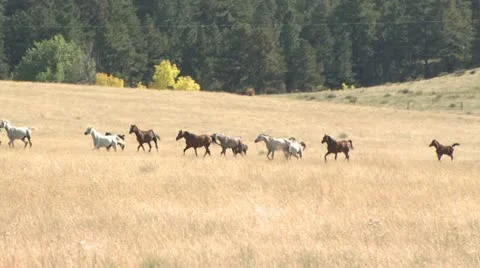 A Herd Of Horses In A Field With A Dense Tree line In the Background 動画素材 19304326