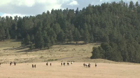 A Herd Of Horses In A Field With A Dense Tree line In the Background 2 Stock-Footage 19304449